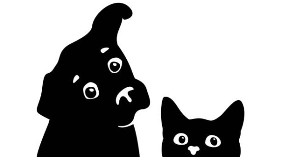 dog and cat